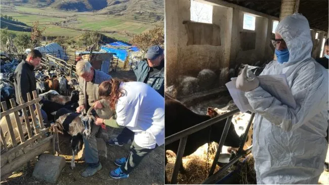 Shqipërisë  po i ikin edhe veterinerët