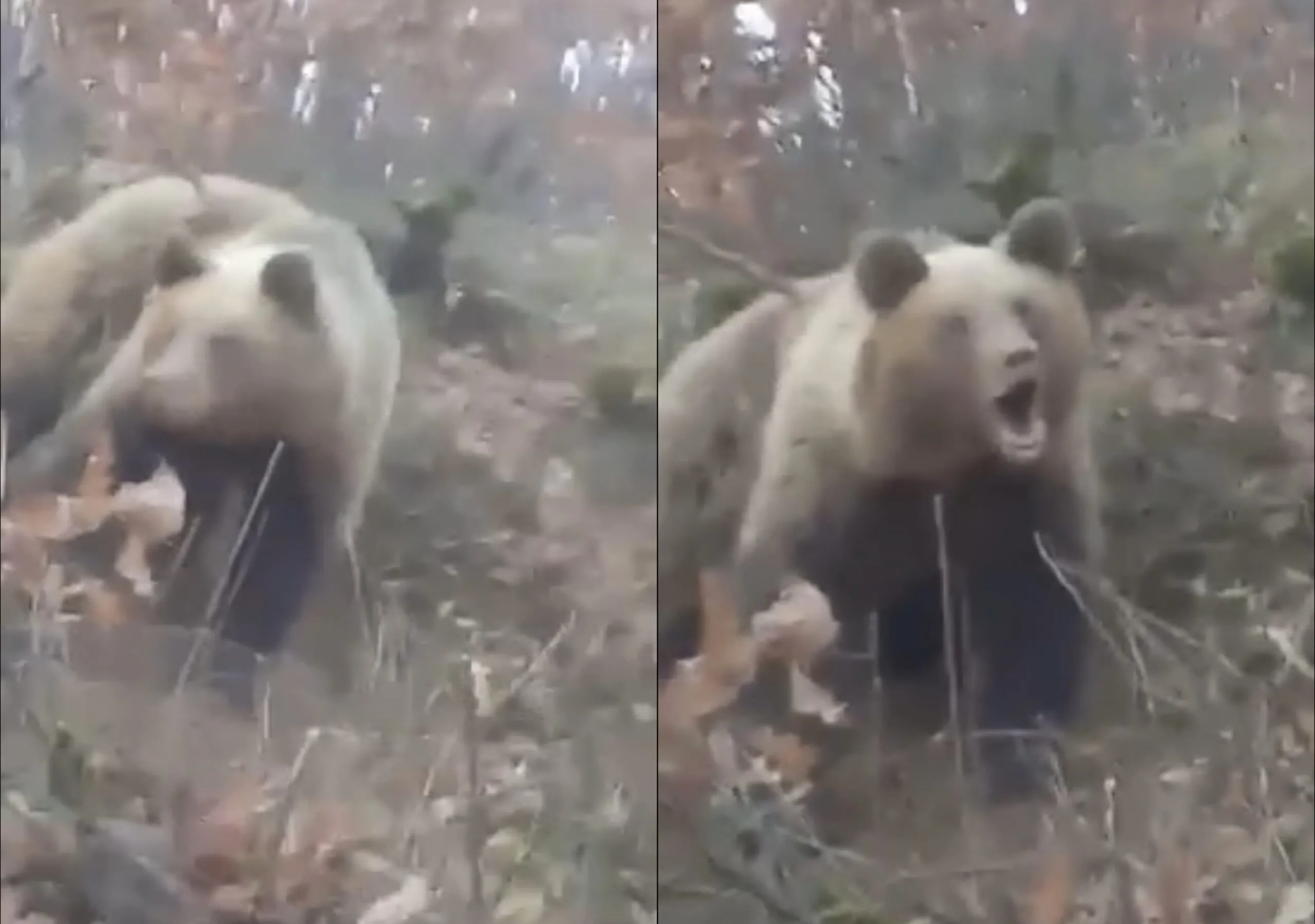 Ariu i murrmë bie në çarkun e gjuetarëve të paligjshëm në pyjet e Mokrës