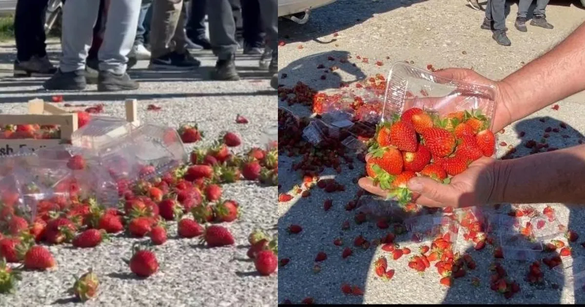 Fermerët  shqiptarë në krizë : Shteti të ndërhyjë, po falimentojmë!