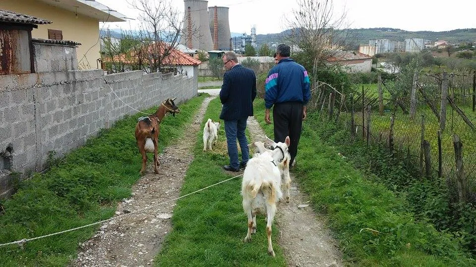 Blektoria e vendit në pikë të hallit!