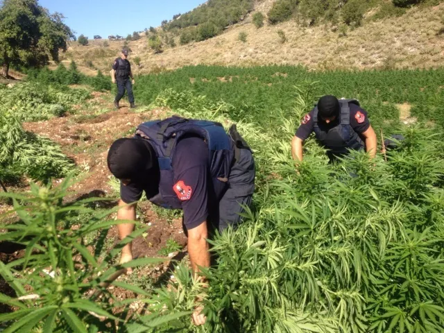 Si dekonspiroheshin aksionet anti-kanabis, bandat ‘kontroll’ mbi dronët e policisë