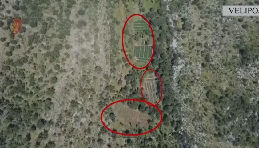 Velipojë, asgjësohen rreth 23 mijë bimë kanabis,shpallen në kërkim tre shtetas