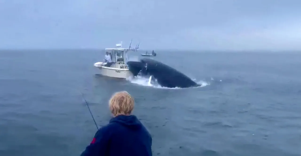 Video/ Balena del nga uji dhe përmbys varkën, duke hedhur në ajër peshkatarët