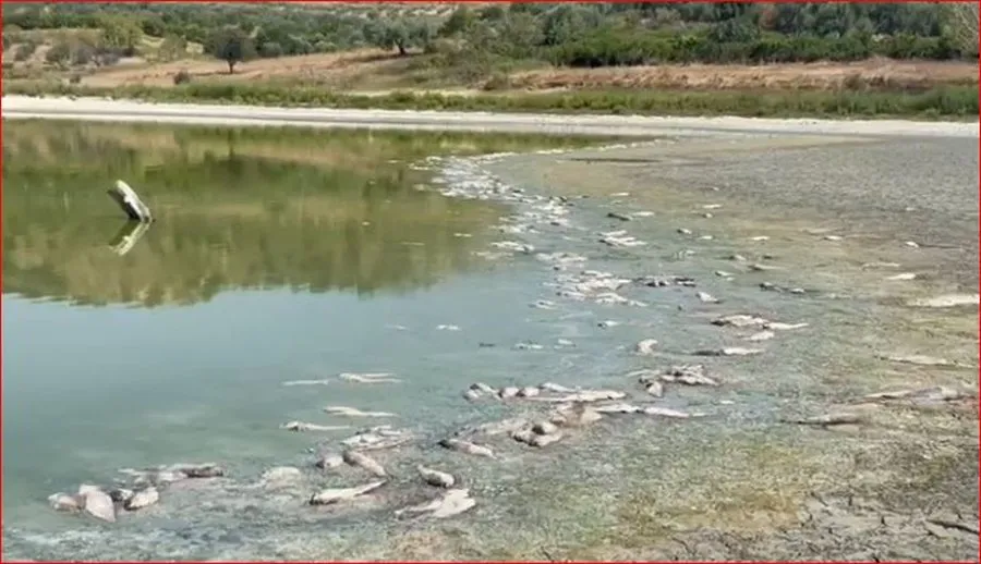 FOTO-LAJM/ Ngordhje masive e peshqve dhe e breshkave në Liqenin e Bestrovës në Vlorë
