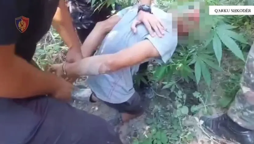 Shkodër, sekuestrohen 10.5 kg drogë dhe asgjësohen mijëra bimë kanabisi! Arrestohet 24-vjeçari mes parcelës