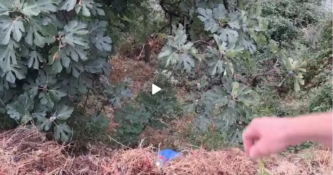 Krujë/ E zuri korenti duke mbledhur fiq në pemë, humb jetën 45 vjeçari