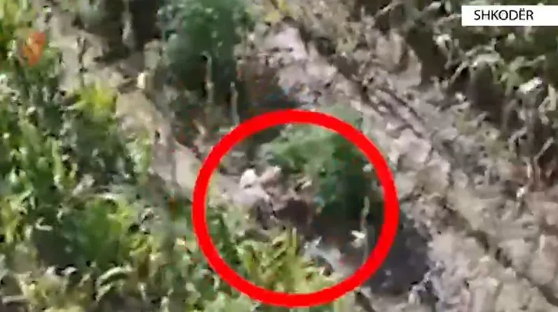 Shkodër/ Ujiste bimët e hashashit, arrestohet në flagrancë 67-vjeçari