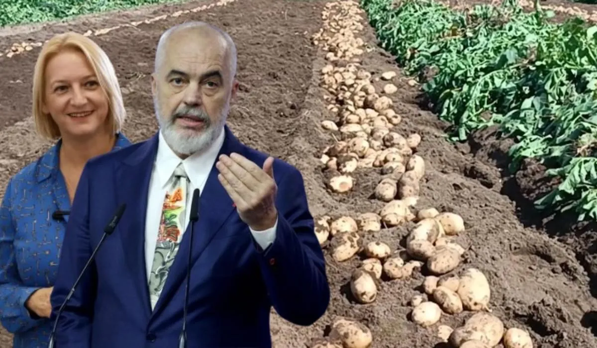 Importet ulin çmimin e shitjes së patates, fermerët po e shesin prodhimin nën kosto