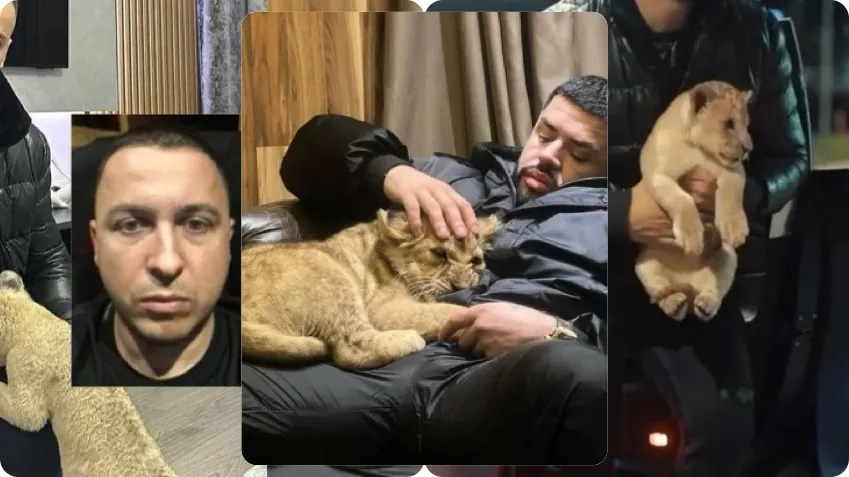 Moda e grupeve kriminale mbajnë tigra dhe luanë, për të treguar forcë dhe pushtet
