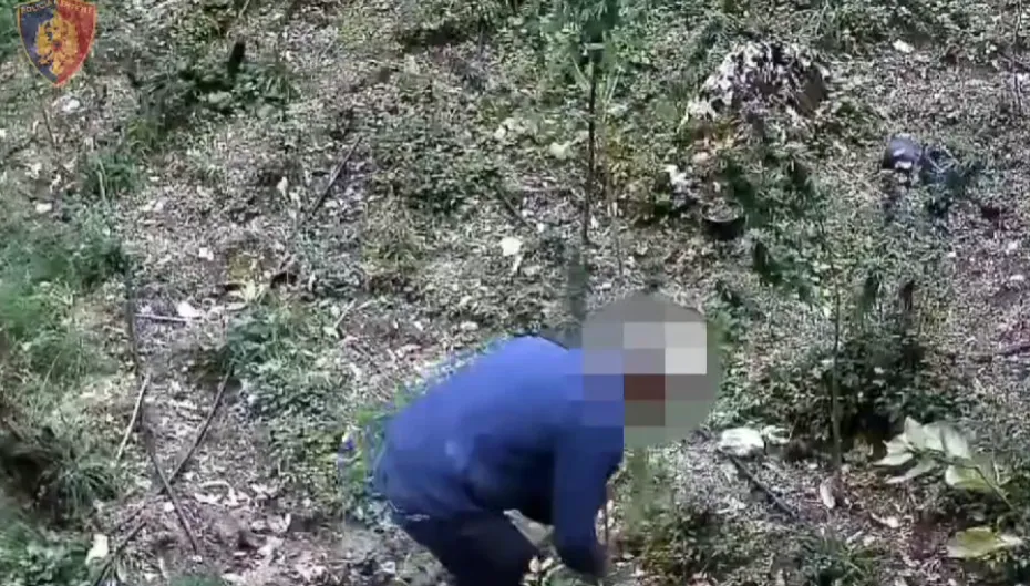 Përmet/Ishte duke u kujdesur për bimët narkotike, policia kap mat 49-vjeçarin!