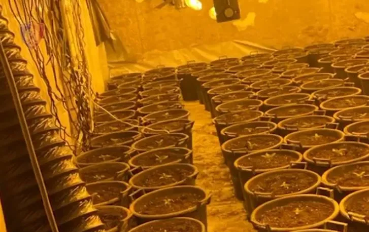 Vau i Dejës/ Policia zbulon  qindra rrënjë kanabisi brenda godinës së braktisur