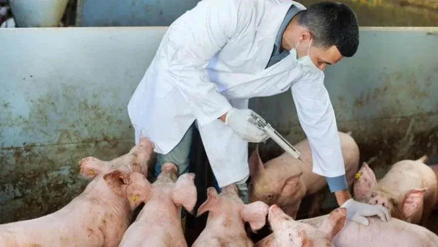 Lezhë/ Murtaja afrikane e derrit, paralajmëron eksperti: Është shumë e rrezikshme!