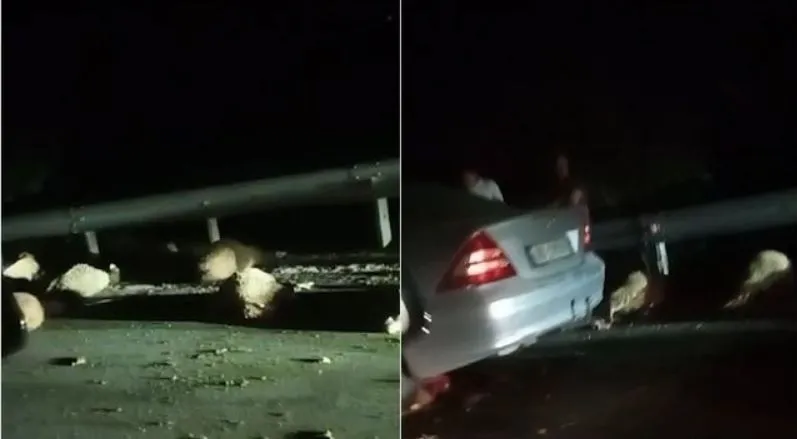 Krujë/ Makina merr përpara kopenë, ngordhin 21 dele