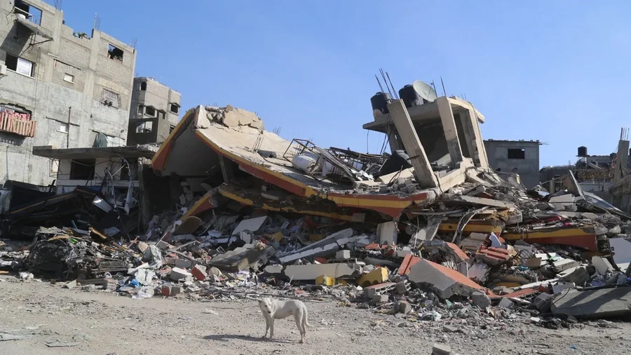 Skena “horror” në Gaza; njerëz të uritur dhe kafshë që hanë kufomat nën rrënoja!