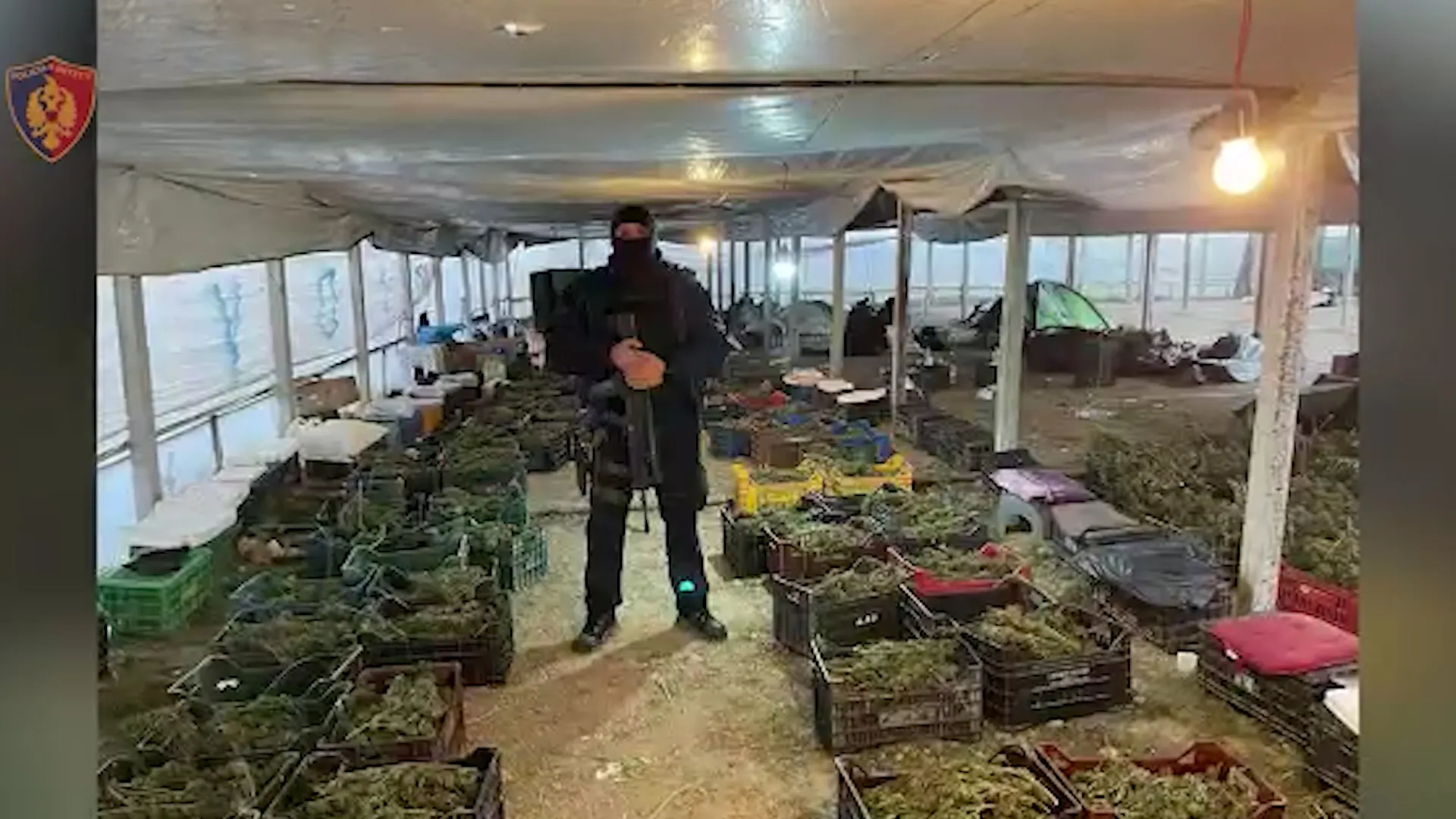 SPAK zbulon emrat e dy ‘kokave’ të grupit: 95 gra e vajza kujdeseshin për bimët, flinin në sera
