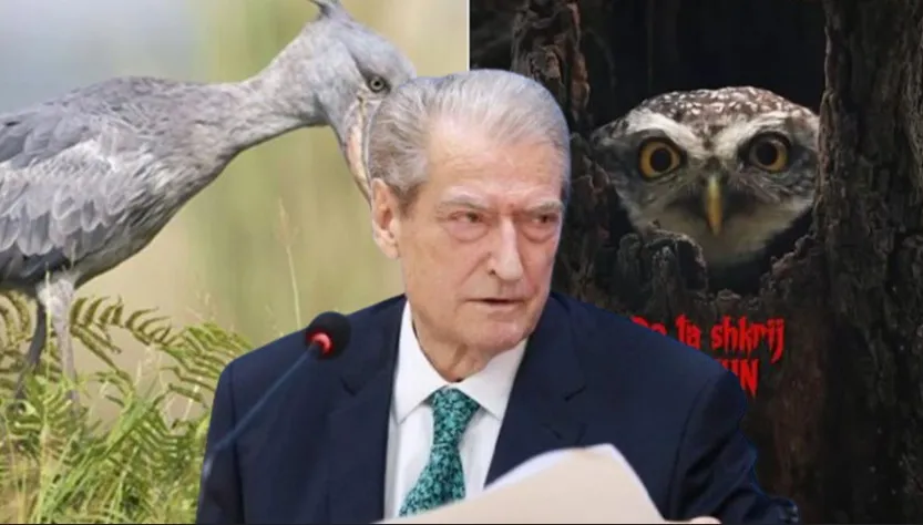E quajti “buf kënete”,  Berisha i përgjigjet me me shpendin “sqep këpucë”: Është lëshuar me një gjuhë shtazësh
