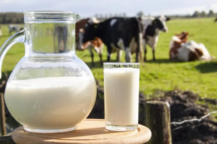 Edhe qumshti vendas po zëvëndësohet me import nga bota