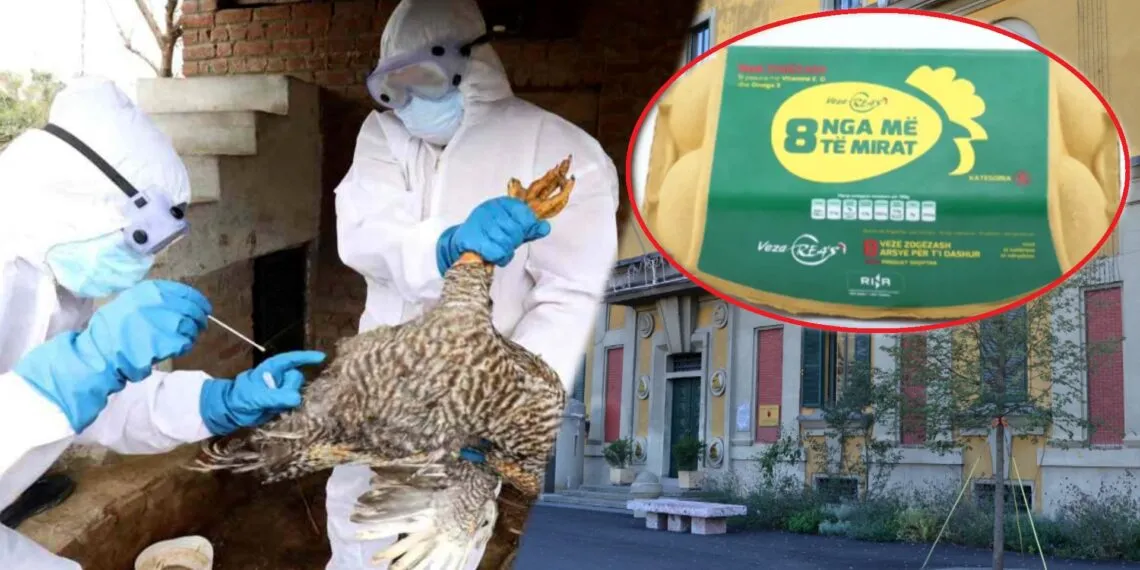 Gripi i shpendëve te pularia “Rea’s”, e gjithë ferma futet në karantinë