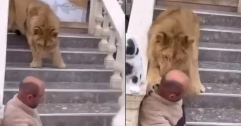 Luani e kafshoi në kokë 52-vjeçarin: E gjeta në rrugë duke shëtitur në Lushnje