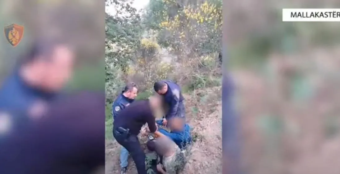 2 mijë fidanë kanabis, arrestohen dy persona në Mallakastër