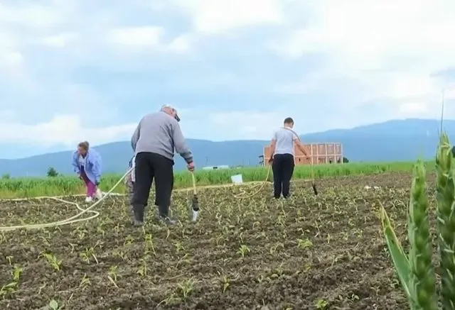53 vjeçari po ruante arën me misër nga derrat e egër!
