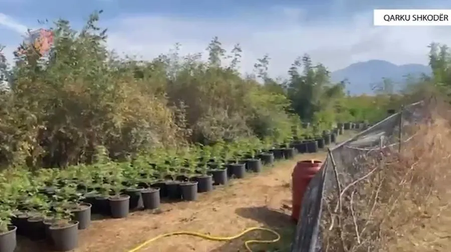 Shkodër,policia zbulon tre plantacione me mbi 7600 bimë kanabisi