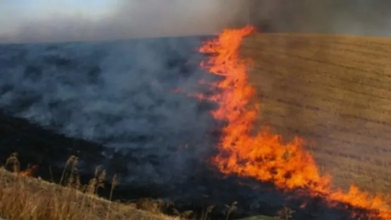 Reshjet e shiut shpëtojnë pyjet nga zjarret