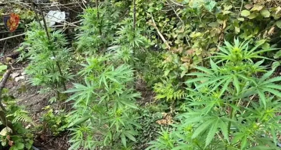 Arrestohen 14 persona në Malësinë e Madhe