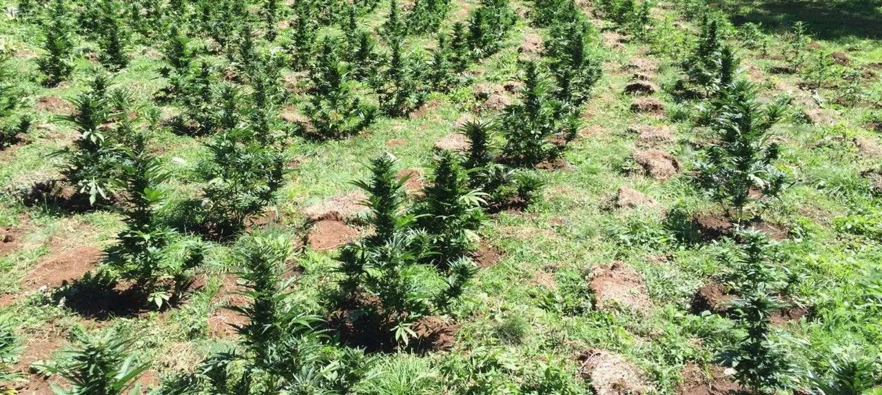 Peqin, 5 të arrestuar per parcelat e kanabisit