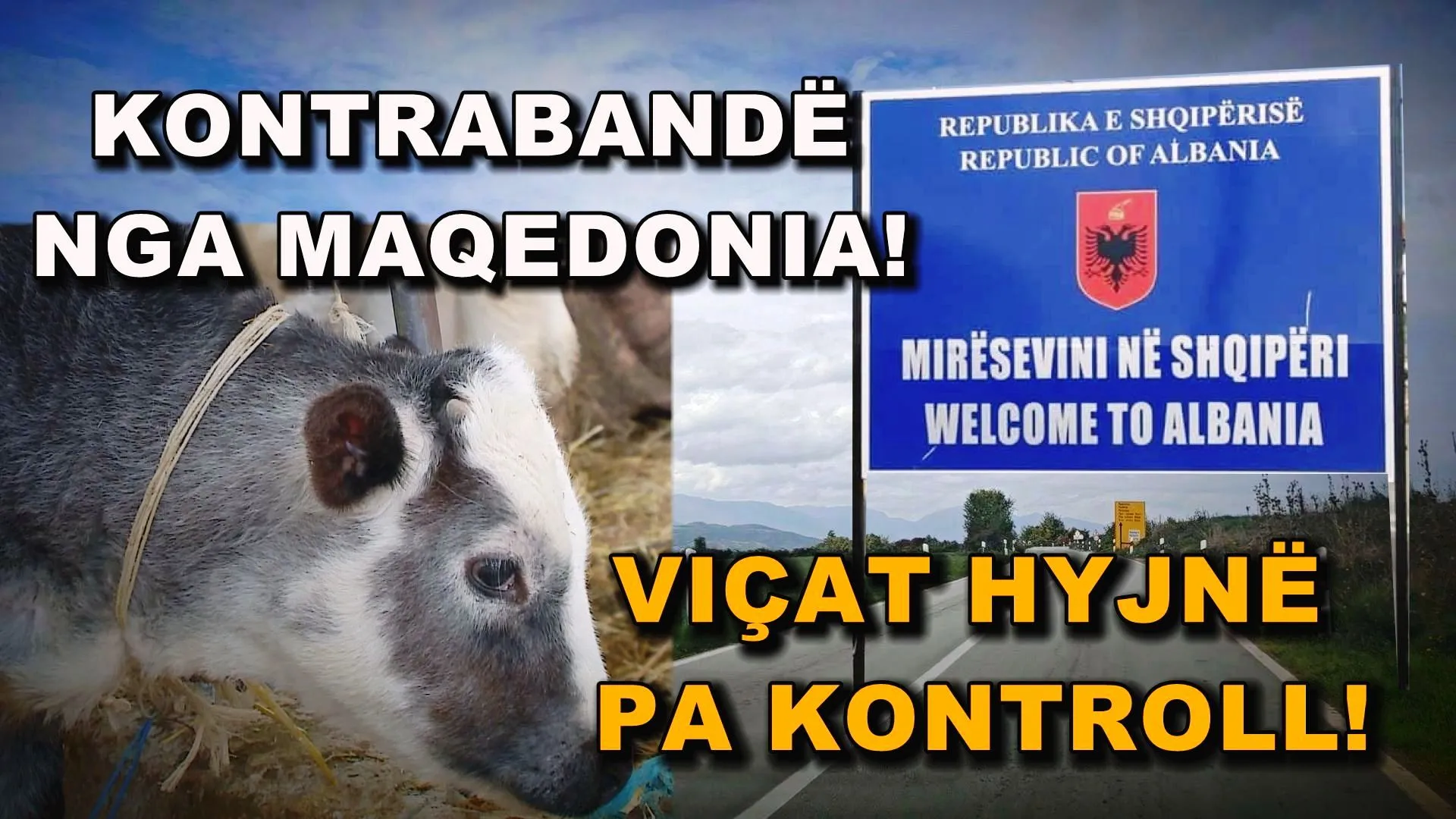Zbulohet rrjeti i kontrabandës së viçave nga Maqedonia në Shqipëri