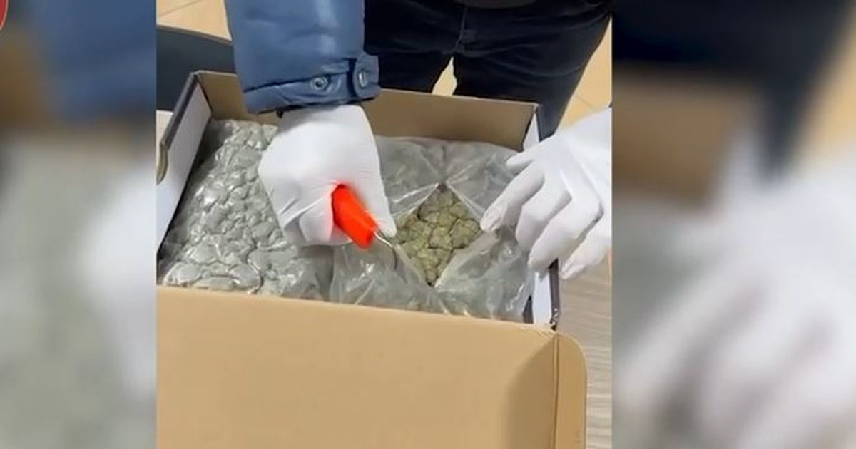 Kanabis nga Kanadaja me postë, kapet ‘mat’ 23-vjeçari (VIDEO)