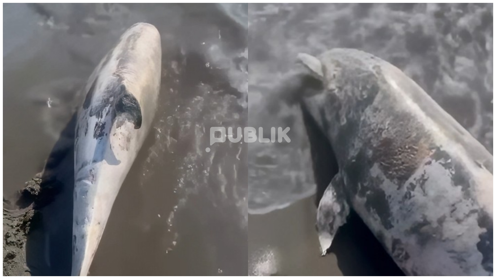 Delfini i ngordhur gjendet në bregdetin e Shëngjinit