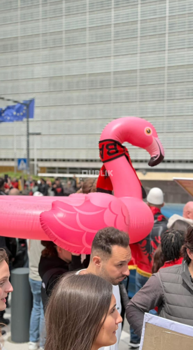 Kur Flamingo vjen në Bruksel me shallin kuqezi