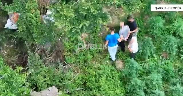 Zbulohen 2 mijë bimë kanabis në Shkodër, arrestohen dy persona