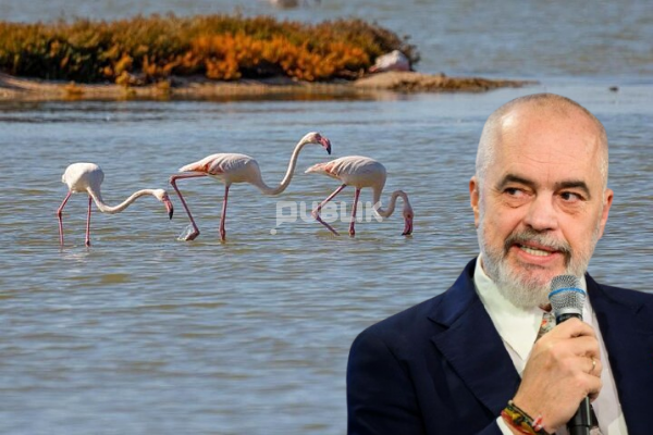 Shifrat rrëzojnë Ramën, flamingot u zhdukën pasi ai erdhi në pushtet