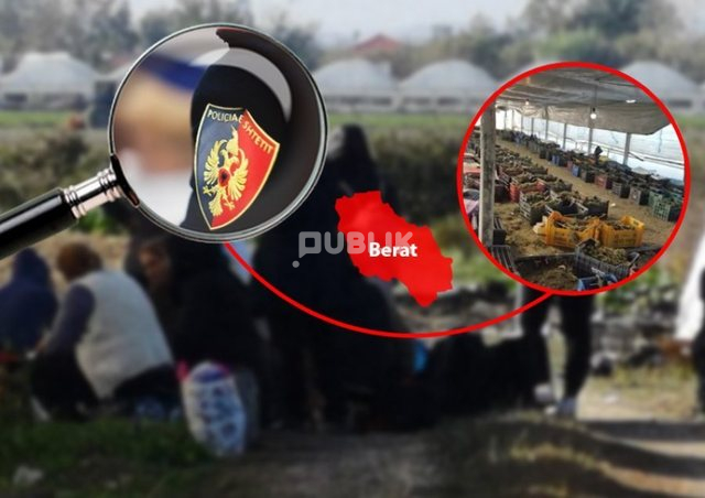 Kultivuan 1.8 ton kanabis, GJKKO jep dënimet për 17 të pandehur