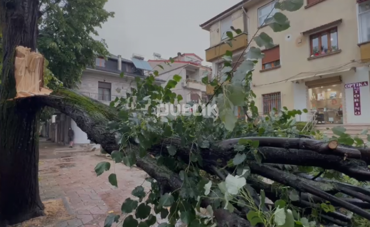 Shi i rrëmbyeshëm në Korçë, pema rrëzohet dhe bllokon trotuarin