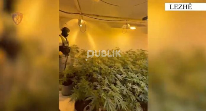 Zbulohen 5 “shtëpi bari” në Lezhë, dy persona në pranga