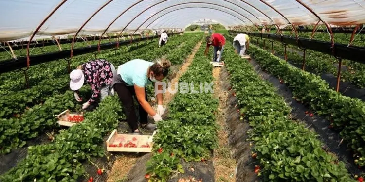 Bujqësia lihet në mëshirë të fatit, bankat mbyllin rubinetin: vetëm 1.3% e kredive për bizneset shkon te fermerët