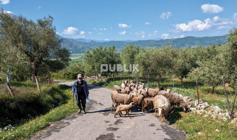 Nga akciza te nafta, blegtorët i drejtohet qeverisë me 7 kërkesa