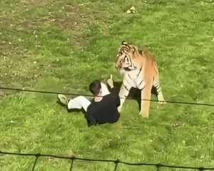 Gjeti  vdekjen pasi hyri në rrethimin e tigrave në një park