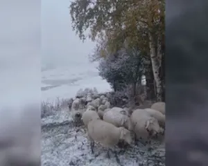 Dëborë dhe temperatura deri në -4°C, dimri troket para kohe në Kukës